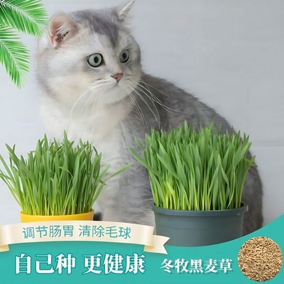 猫草不开花新种子包发芽