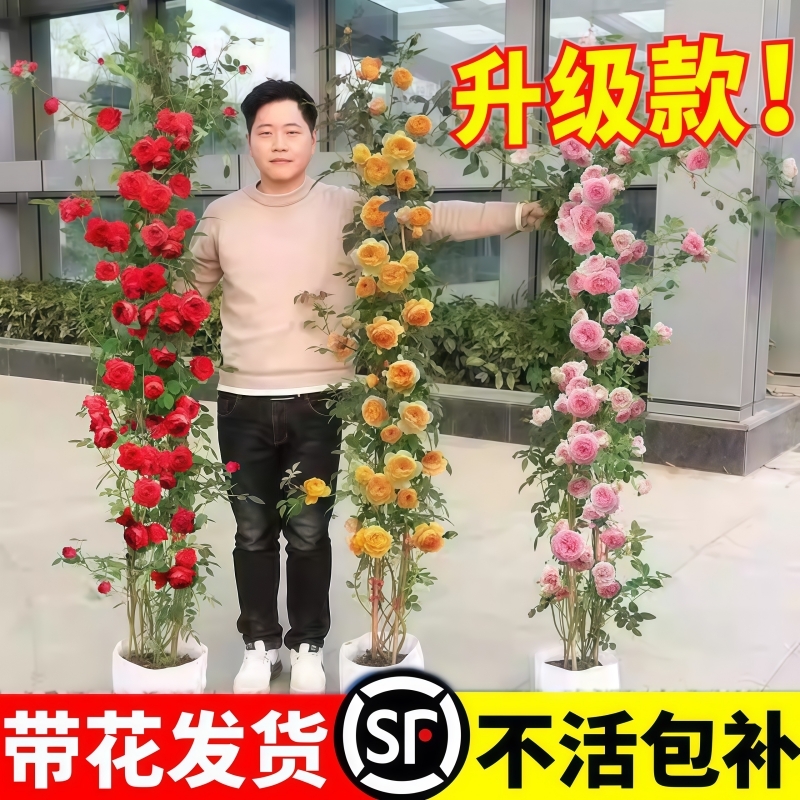1米6蔷薇花苗大藤本月季爬藤绿植物阳台四季开花庭院花卉盆栽室外