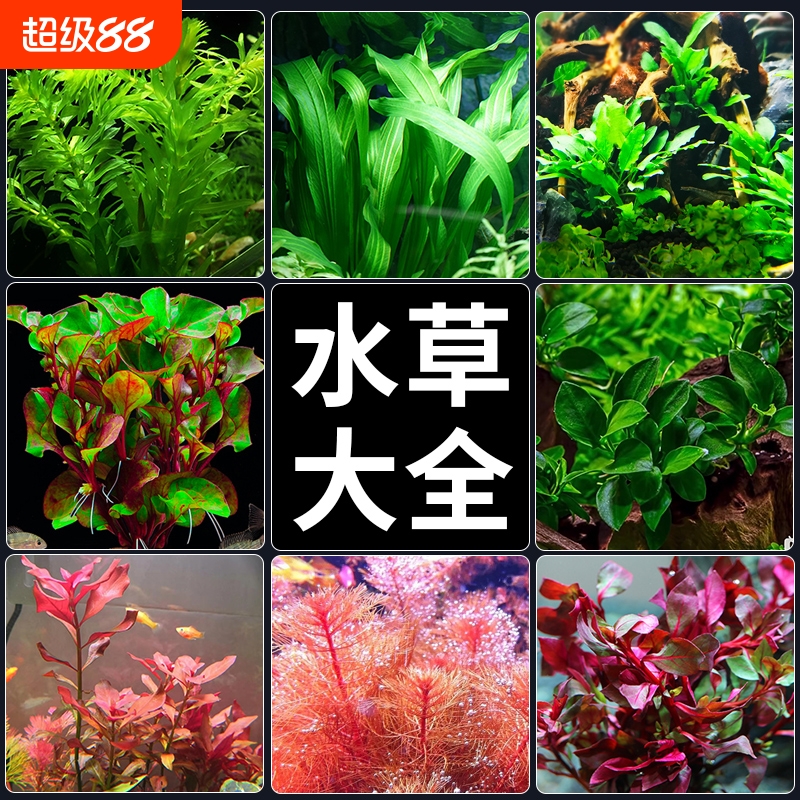 水草植物鱼缸造景阴性新手水草