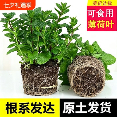 薄荷盆栽新鲜可食用水培薄荷叶室内香草绿植四季养迷迭香驱蚊植物