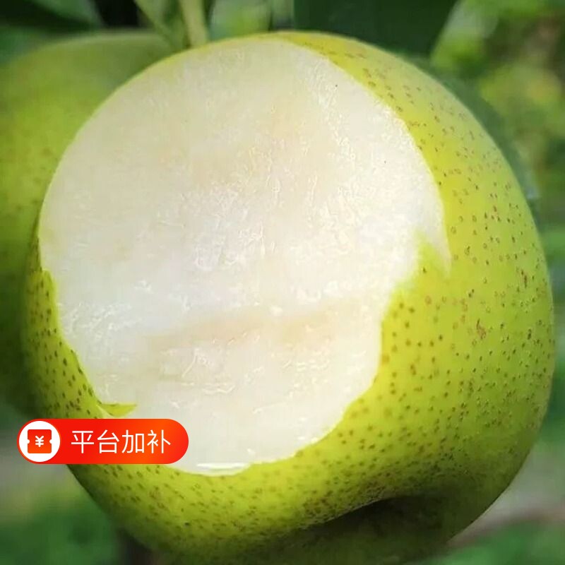 正宗安徽砀山青梨新鲜新鲜皇冠梨汤山酥梨农家当季脆甜梨整箱包邮