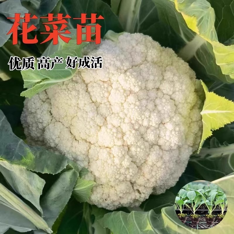 沭韩秋天基地直发蔬菜苗现挖现发