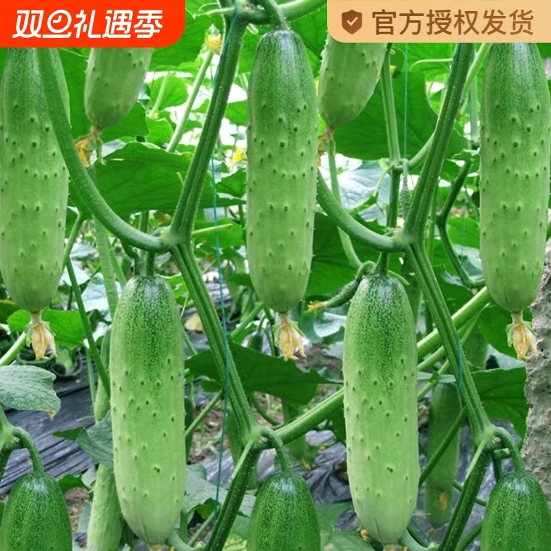 水果黄瓜种子旱黄瓜种籽青瓜籽四季盆栽阳台菜种籽蔬菜种子孑大全