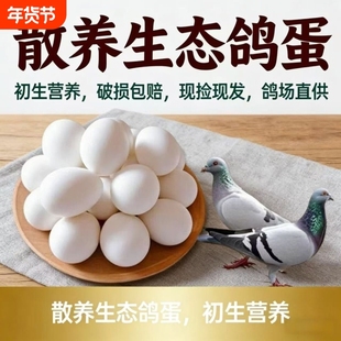 新鲜鸽子蛋30枚农家散养放养杂粮喂养草鸽子蛋孕妇宝宝辅食蛋包邮