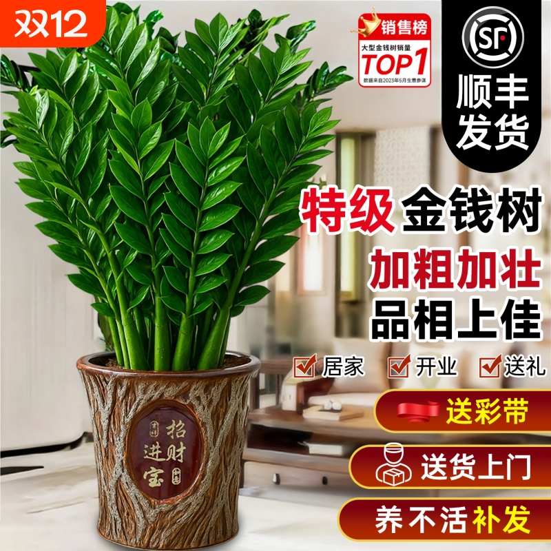 金钱树盆栽客厅大花盆摆件办公室内招财旺宅开业送礼绿植好养植物