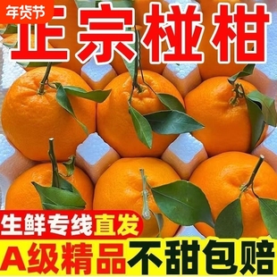 现摘湘西高山椪柑芦柑柑橘粑粑柑当季新鲜孕妇水果碰柑年货节采摘