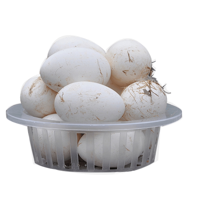 农家正宗散养新鲜土鹅蛋现捡现发妇农村孕纯天然鹅蛋鲜蛋