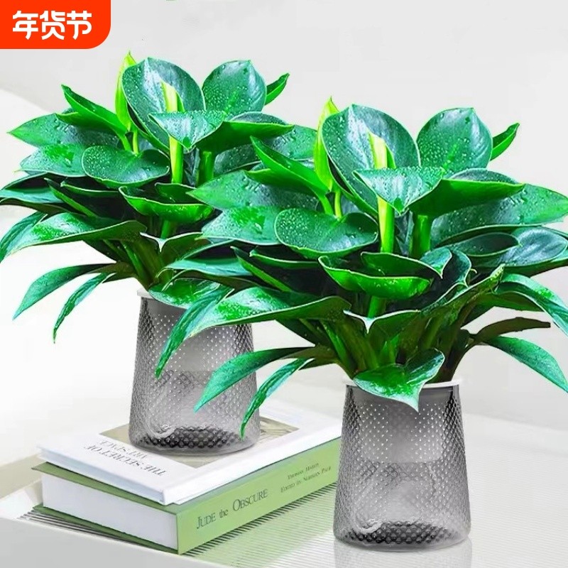 金钻水培盆栽大叶好养植物室内绿植桌面天堂鸟绿公主绿萝吸除甲醛
