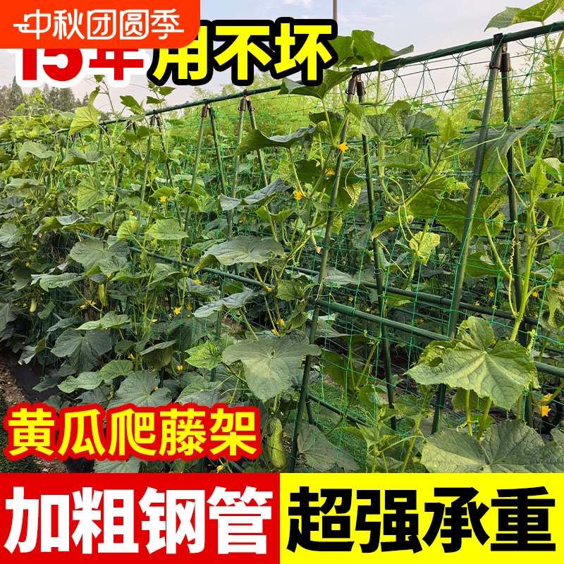 黄瓜爬藤架豆角西红柿支撑
