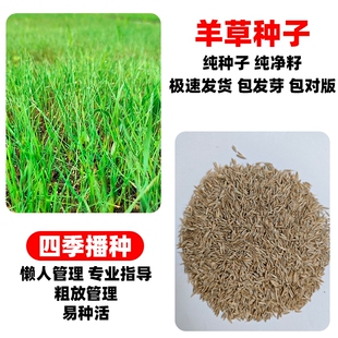 羊草种籽无芒雀麦披碱草碱茅草四季牧草护坡固土草种子草籽生态