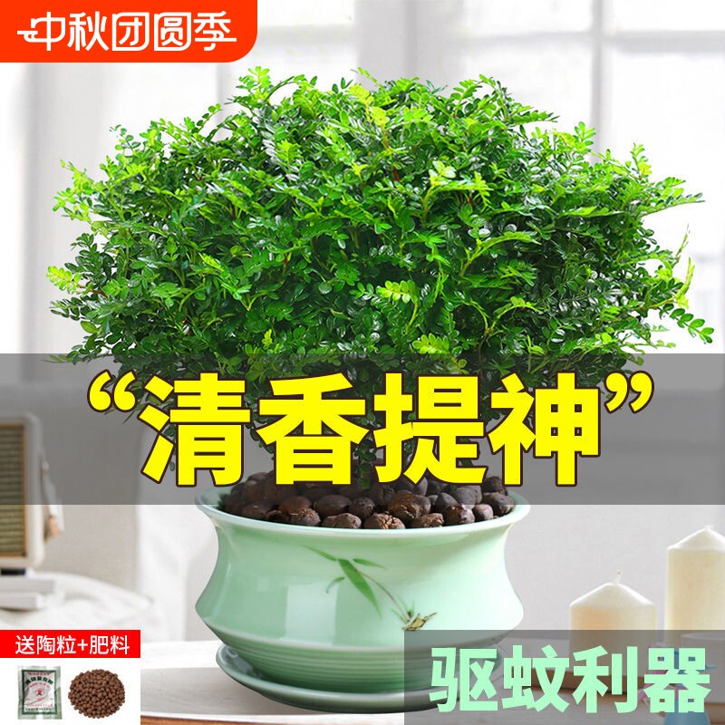 胡椒木盆栽花卉室内外驱蚊草植物树苗老桩盆景九里香绿植客厅造型										