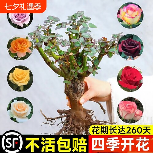 玫瑰花树苗带花苞|千人回购