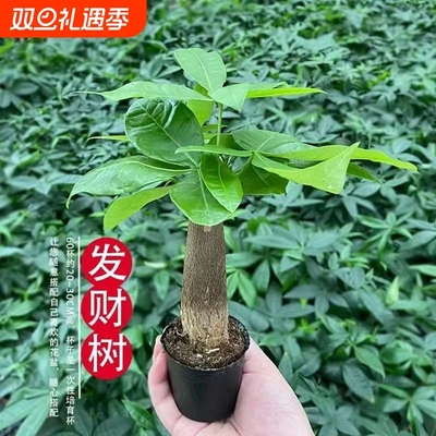 单杆发财树盆栽客厅办公桌桌面室内耐旱懒人好养办公室阳台植物