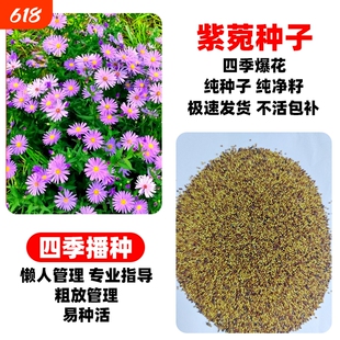 紫菀种子多年生庭院室外阳台盆栽春秋播种开花高山返魂花草籽北方