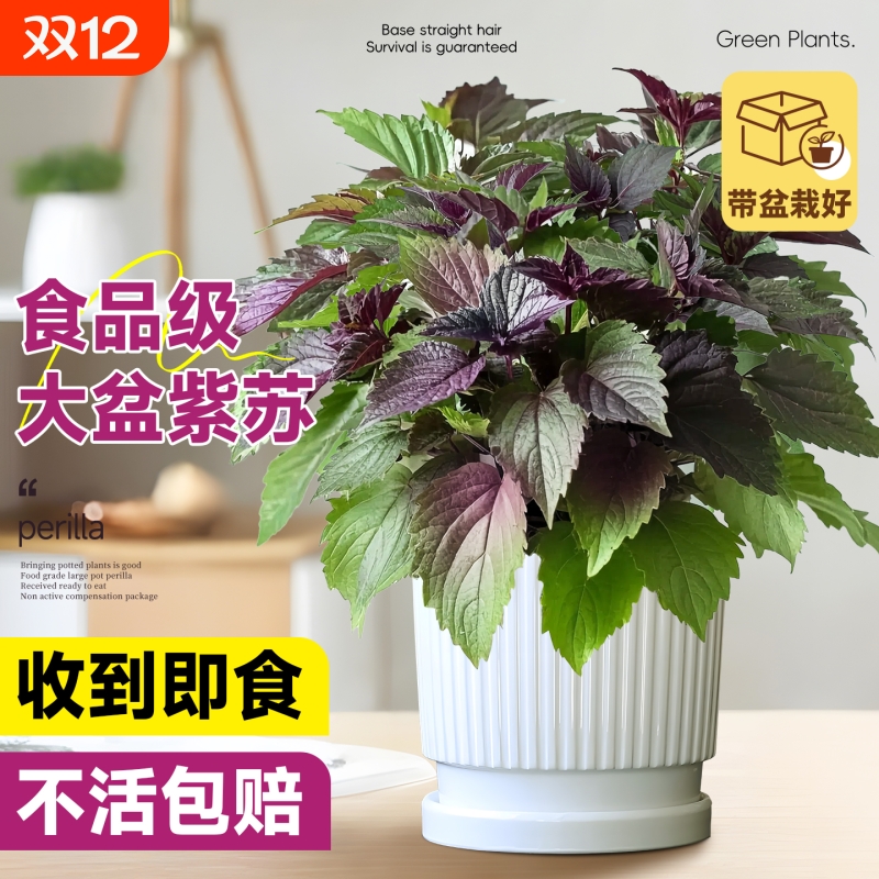 紫苏盆栽可食用室内阳台庭院