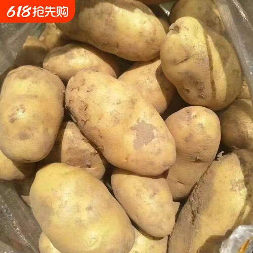 贵州高原山老品种土豆新鲜