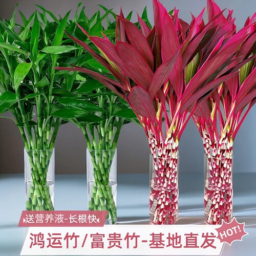紫竹鸿运当头富贵竹水培植物粗杆客厅招财竹子室内桌面好养花卉