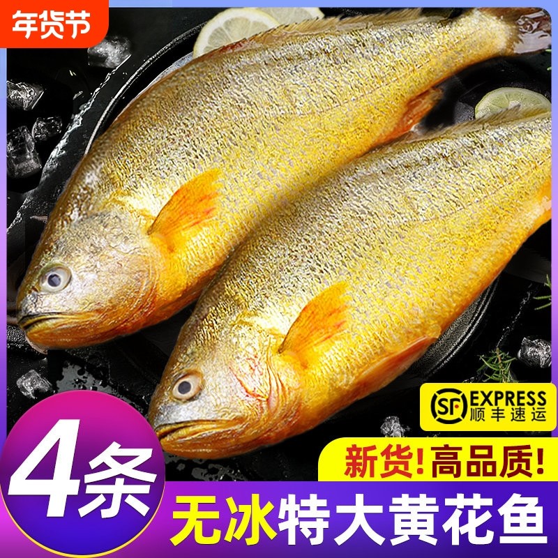 黄花鱼新鲜冷冻黄鱼鲜活生鲜深海鱼黄鱼鲞小黄鱼宁德商用