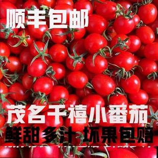 广东正宗电白冰糖心圣女果千禧果小番茄孕妇新鲜现发