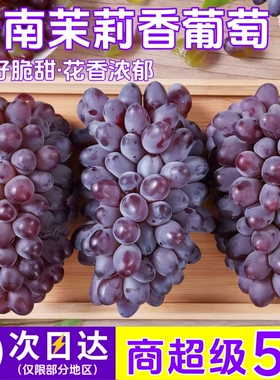 【鲜仑】云南茉莉香葡萄5斤新鲜现摘脆甜无籽红提子水果顺丰包邮