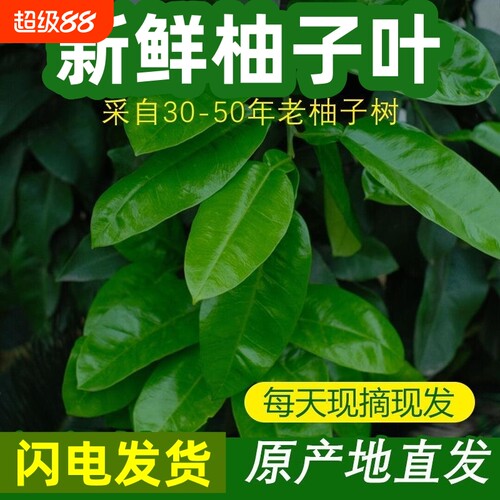 老树柚子叶新鲜现摘顺丰包邮