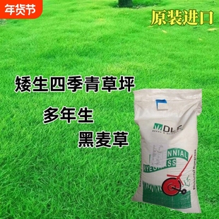 黑麦草种子草坪草籽多年生矮生耐寒四季常青庭院绿化护坡草皮种子