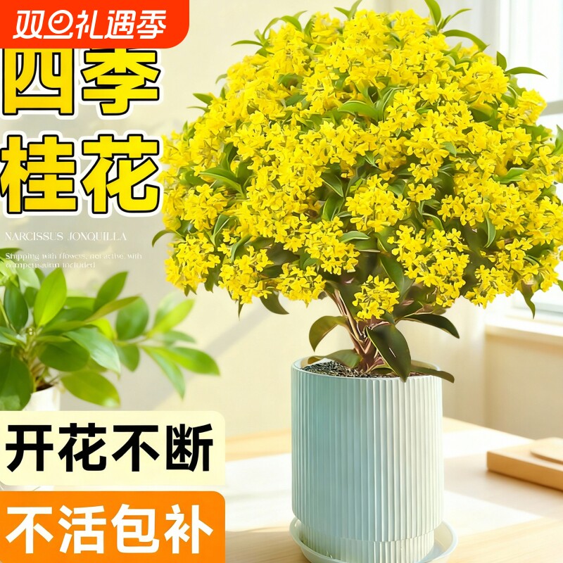 四季桂花盆栽树苗丹金桂带花苞室内阳台庭院好养花卉绿植物开花