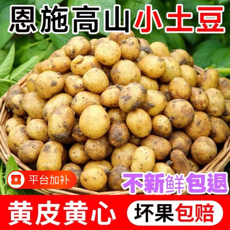 湖北恩施富硒土豆高山黄心洋芋农家自留现挖粉糯新鲜老品种黄皮