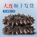 500g鲜活海生刺参单个装 海参即食辽参官方旗舰店 大连顺丰发货