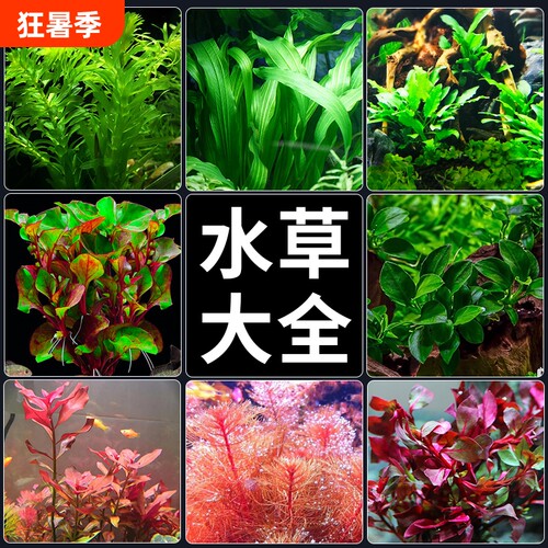 蜈蚣草水草套餐|回头客超3600人