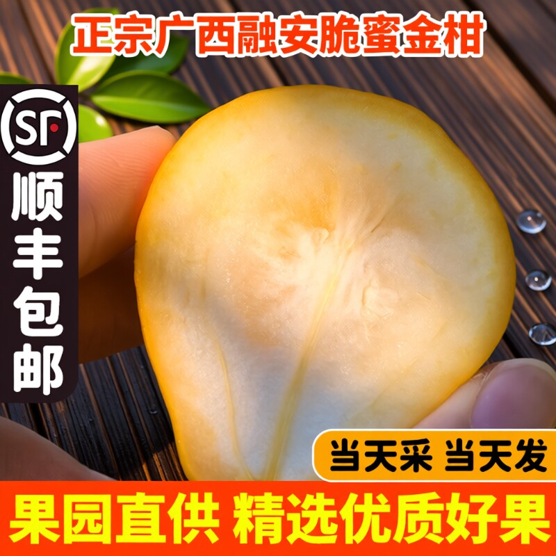 正宗广西融安脆蜜金柑金桔鲜果大果花皮新鲜水果第三代顺丰无籽