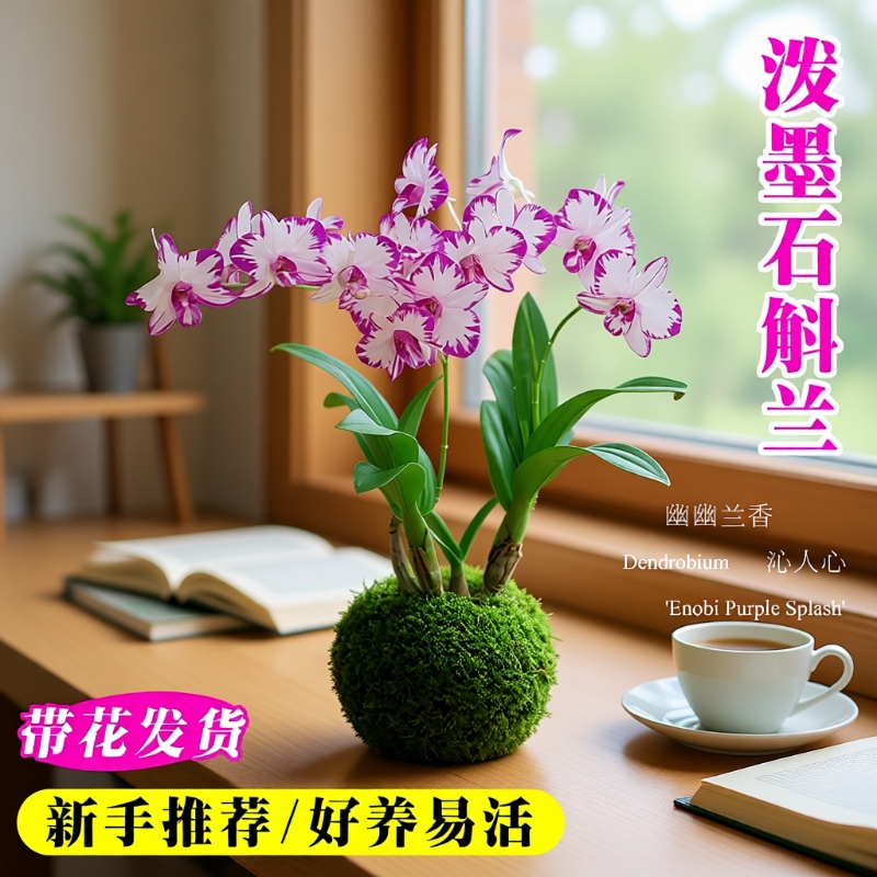 现带花苞名贵白泼墨秋石斛兰花苗室内好养水培盆栽花卉绿植香水