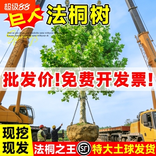 法桐树苗青桐苗法国法桐青皮梧桐泡桐树苗悬铃木高杆行道绿化树木