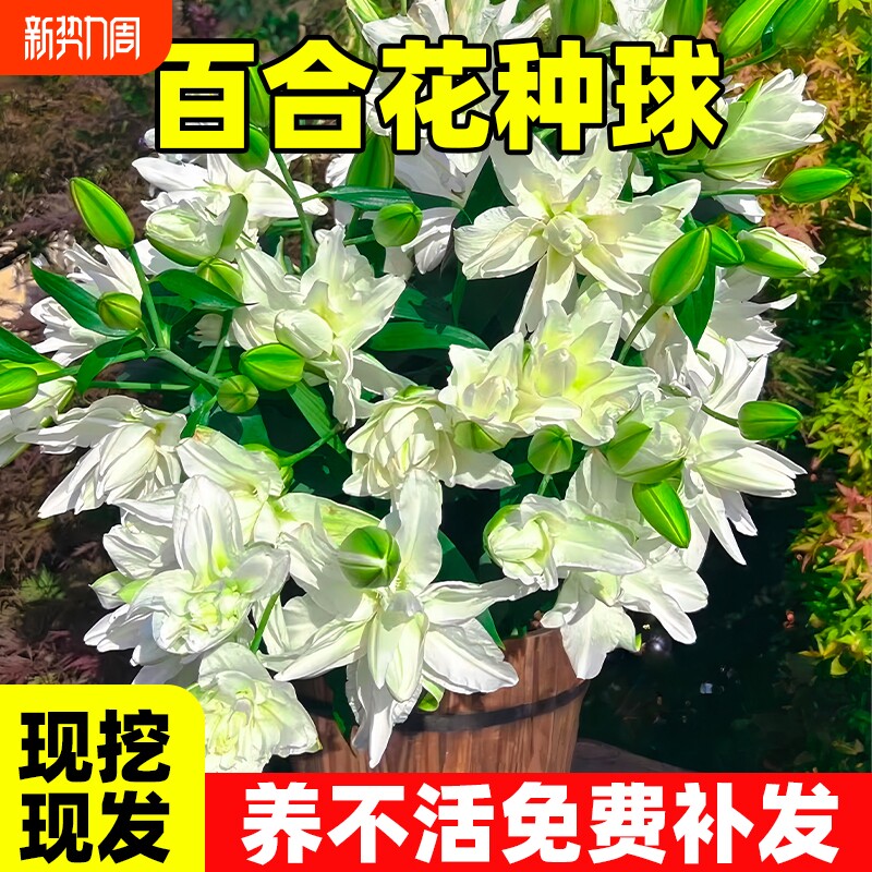 百合花种球进口香水百合多季花卉植物室内鲜花盆栽花种子开花好养