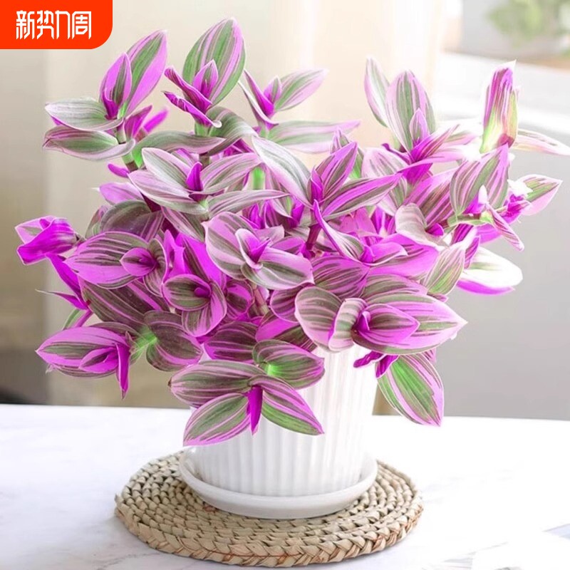 油画婚礼吊兰盆栽紫露兰花水培花卉多肉植物发财树室内好养小绿植