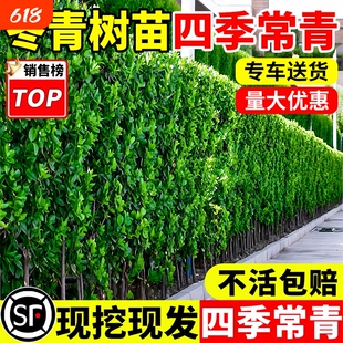 冬青树苗四季常青直立篱笆墙庭院绿篱围墙植物法国北海道黄杨耐寒