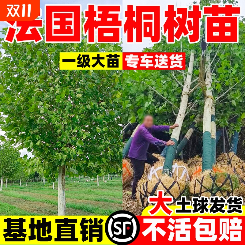 法国梧桐树树苗大树庭院风景行道树绿化苗木南方种植法桐青桐耐寒