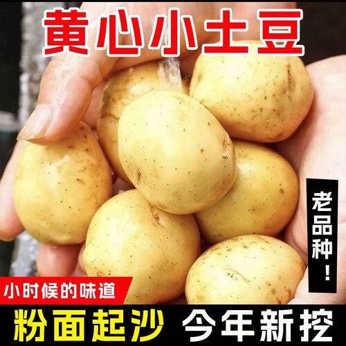 新鲜恩施富硒小土豆迷你