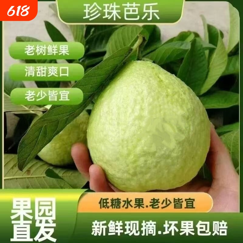 广东白心芭乐水果番石榴当季新鲜老树孕妇石榴红心果园鲜果现摘