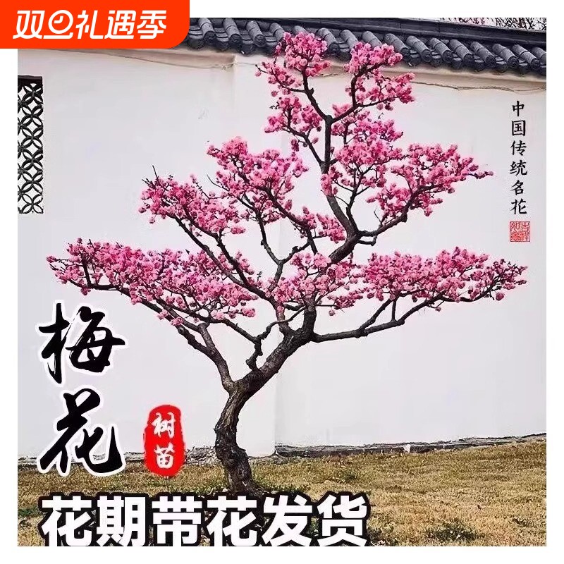 梅花树苗四季开花|超6000次加购
