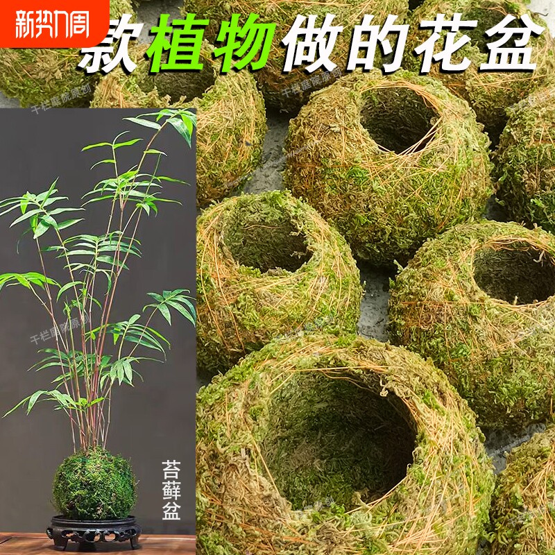 苔玉苔藓球苔藓花器石斛种植盆微景观盆栽趣味家居装饰植物创意