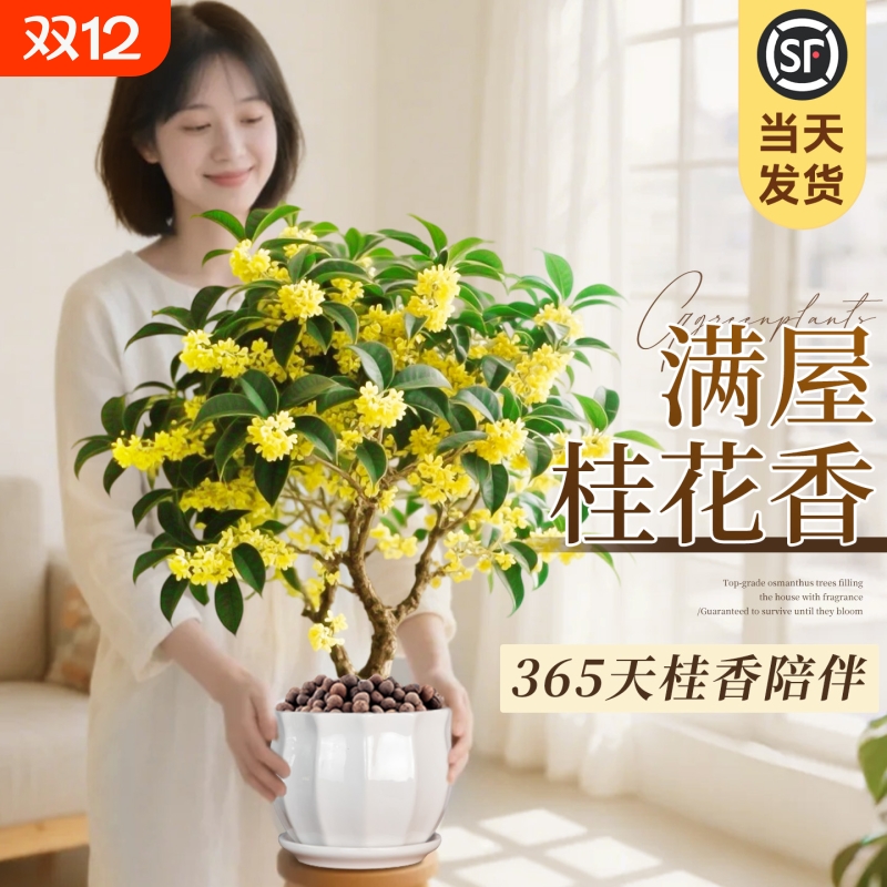 四季桂花盆栽金桂浓香型绿植