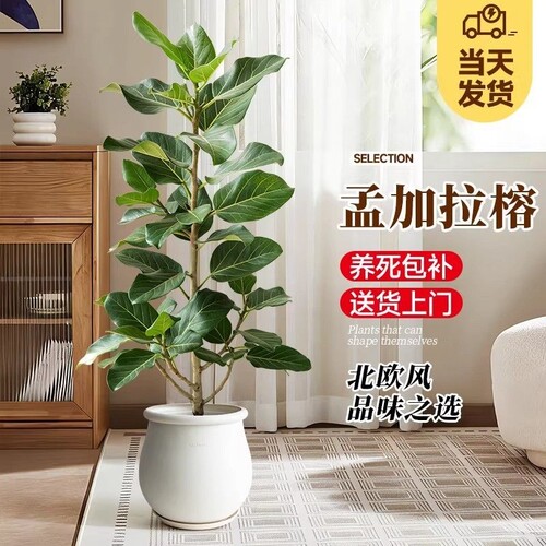 真榕大型仿真绿色植物盆栽高端假树D植物室内客厅玄关落地装饰花
