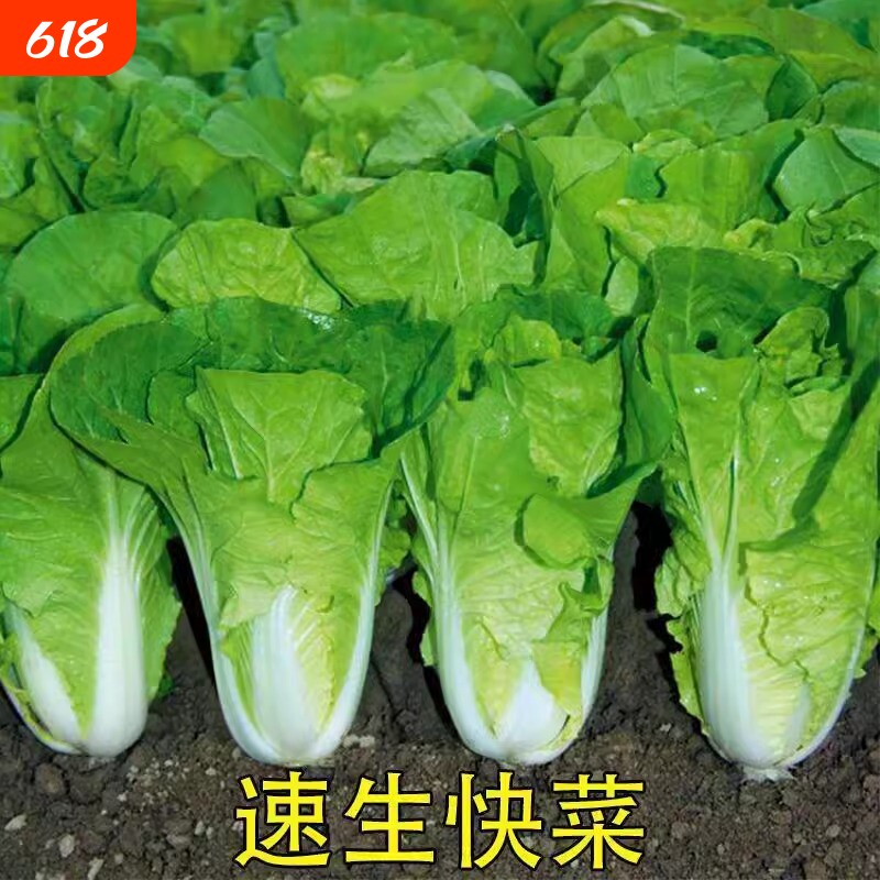 奶油小白菜种子种籽四季南方蔬菜秋季菜籽秋天种的白莱快菜菜种