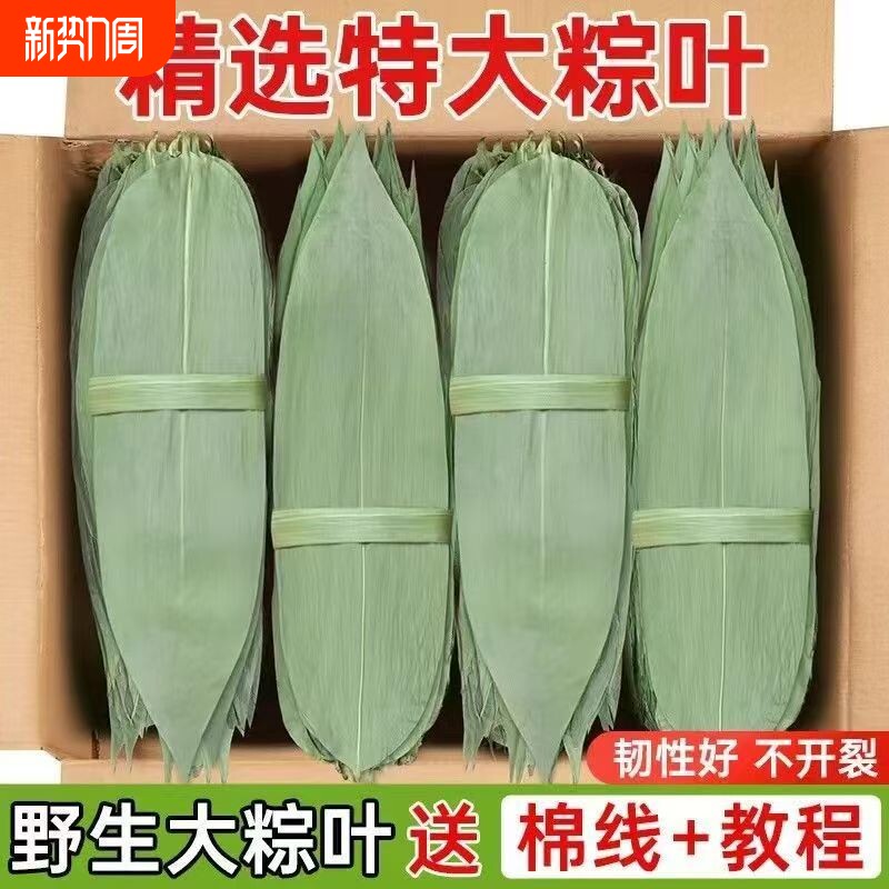 粽叶新鲜粽子叶干叶大号现货特大包粽子的叶子商用棕叶批发价家用