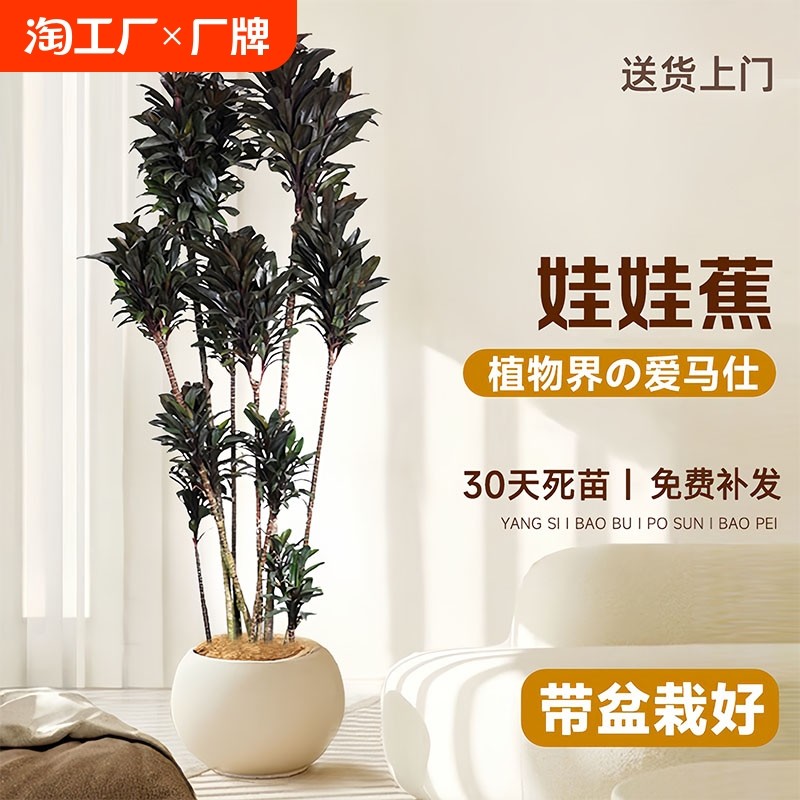 娃娃黑叶朱蕉盆栽室内客厅阳台大型造型绿植懒人四季好养