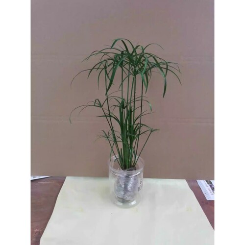 水培植物水竹盆栽风车草旱伞草水生鱼缸水养好养挺水植物插花棕竹