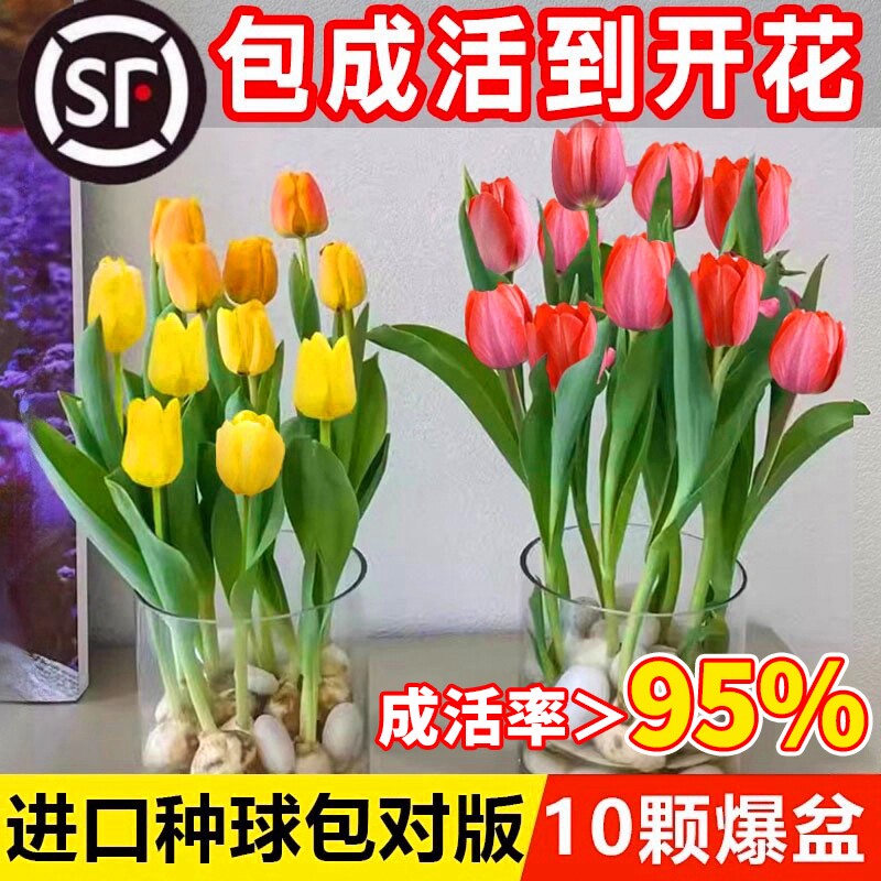 郁金香种球水培花卉盆栽植物四季好养活土培进口种子耐寒开花