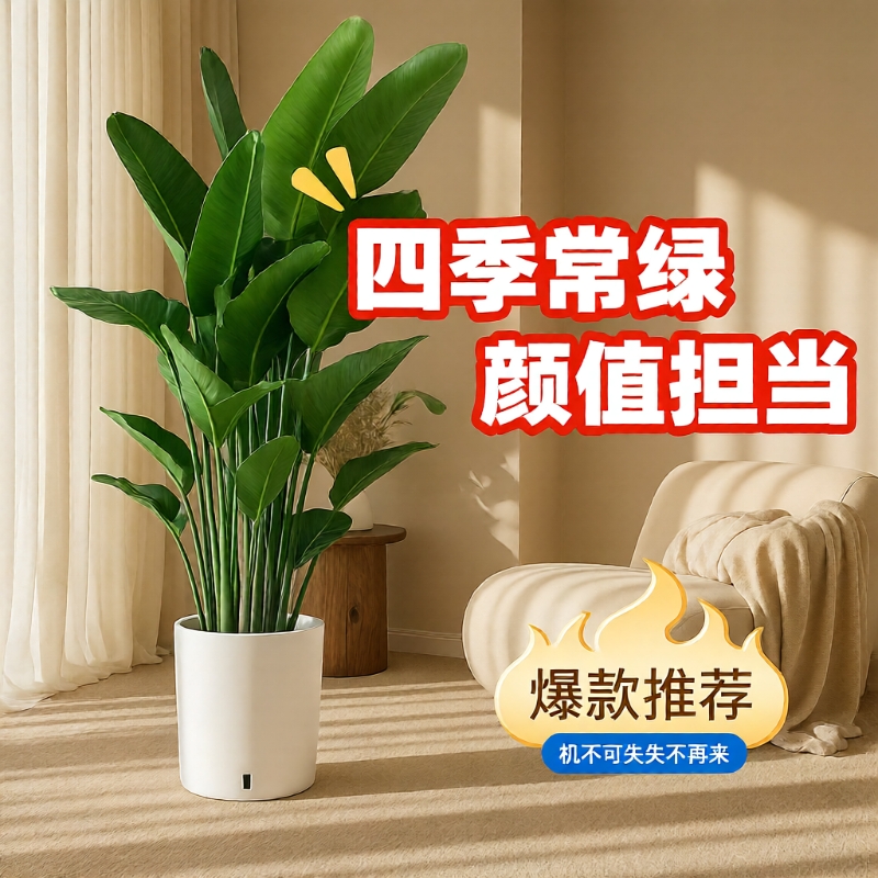 天堂鸟客厅绿植室内大型盆栽植物落地四季办公室鹤望兰吸甲醛花卉