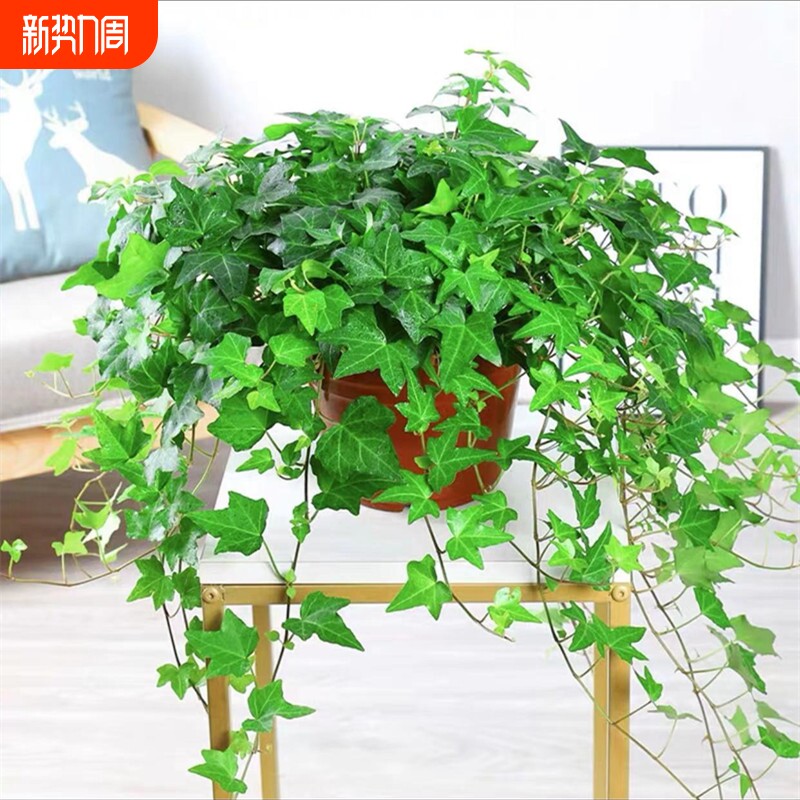 四季常春藤绿植盆栽水培植物室内净化空气吸甲醛吊兰爬藤好养花卉